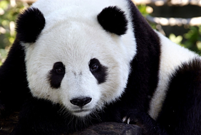Обои картинки фото животные, панды, черно-белый, морда, пятна
