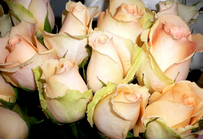 Обои картинки фото цветы, розы, бежевый, много