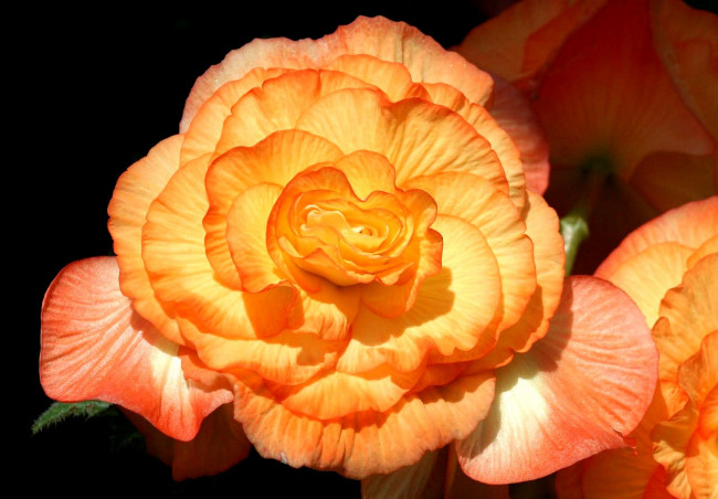 Обои картинки фото цветы, бегония, оранжевый, круглый