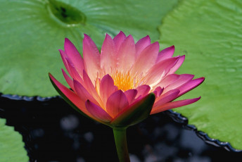 Картинка цветы лилии водяные нимфеи кувшинки нимфея вода