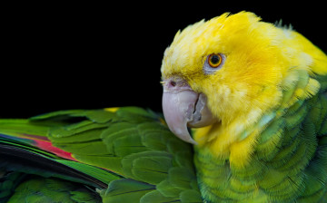 Картинка животные попугаи перья клюв