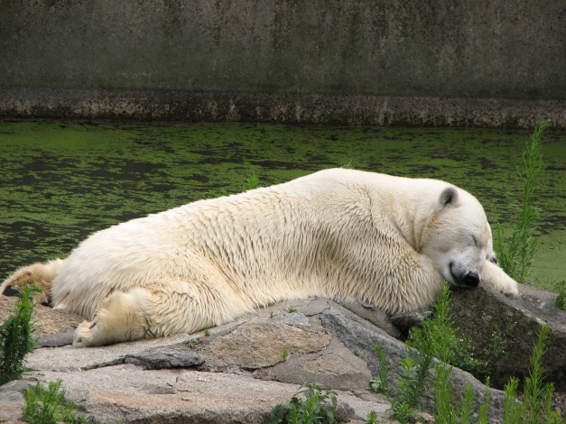 Обои картинки фото животные, медведи, отдых, легкий, сон, водоем, камни, берег, берлинский, зоопарк