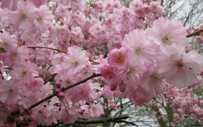Обои картинки фото красота, цветы, сакура, вишня