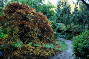 Картинка usher+gardens++ireland природа парк usher gardens деревья кусты дорожка ирландия сад ireland