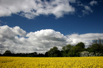 Картинка природа поля небо жёлтые облака цветы поле