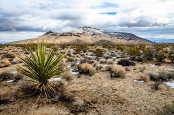 Картинка природа пустыни кустарник горы кактусы пустыня