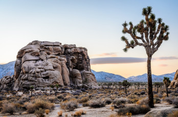 Картинка природа пустыни пустыня кустарник скалы дерево