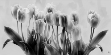 Картинка рисованные цветы тюльпаны