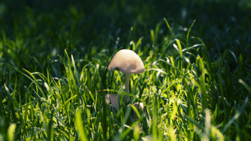 Картинка природа грибы лес тени макро трава nature