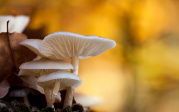 Картинка природа грибы макро боке осень