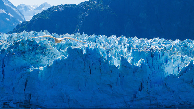 Обои картинки фото glacier bay national park,  alaska, природа, айсберги и ледники, чайка, птица, ледник, глейшер, бей, alaska, аляска, национальный, парк, бэй, glacier, bay, national, park
