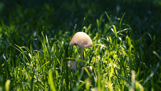 Обои картинки фото природа, грибы, лес, тени, макро, трава, nature