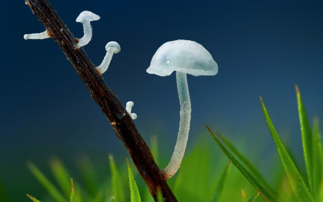 Обои картинки фото природа, грибы, макро, трава, ветка