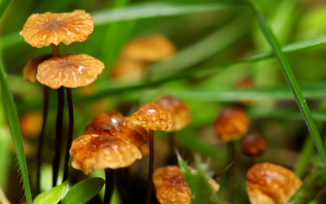 Обои картинки фото природа, грибы, трава, боке, макро, фокус