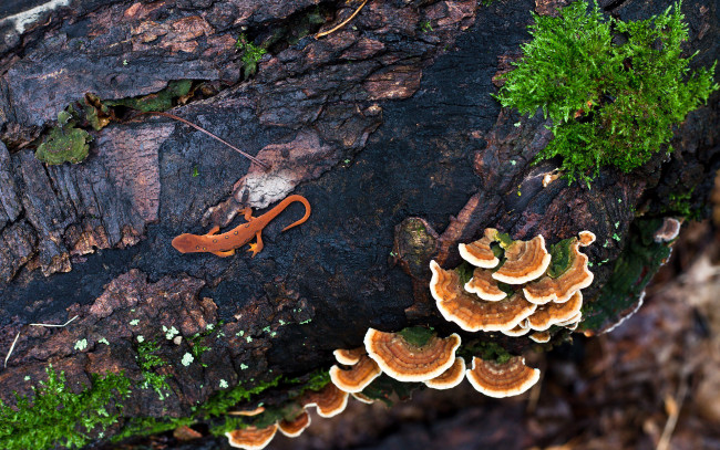 Обои картинки фото природа, грибы, ящерица, дерево, лес