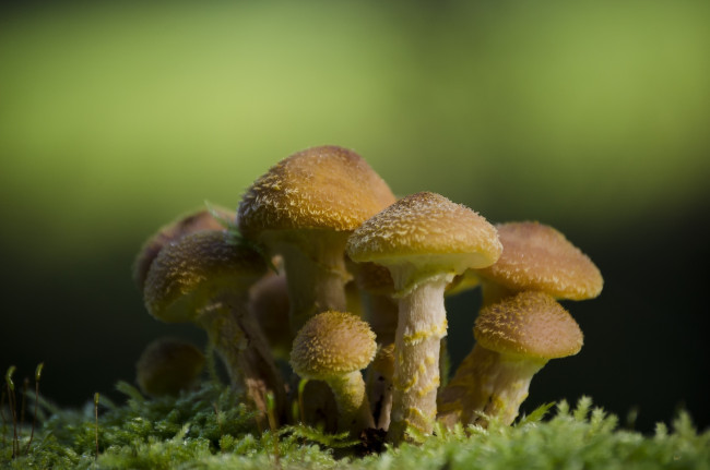 Обои картинки фото природа, грибы, макро, мох, семейка