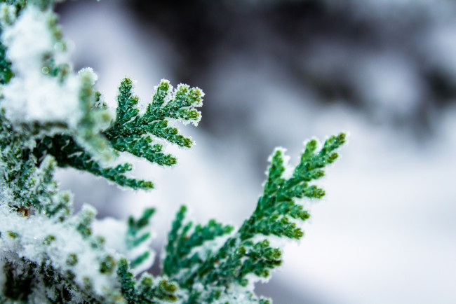 Обои картинки фото природа, макро, снег, зеленый, ветка, кипарис