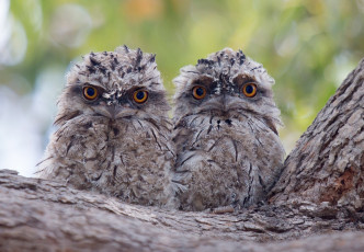 Картинка животные совы парочка двое птенцы птицы дерево