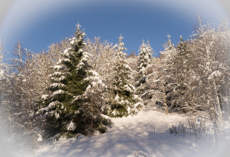 Картинка природа зима сугробы снег ели