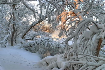 Картинка природа зима следы свет деревья снег