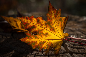 Картинка природа листья осень лист макро