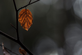 Картинка природа листья жёлтый сухой ветка макро осень