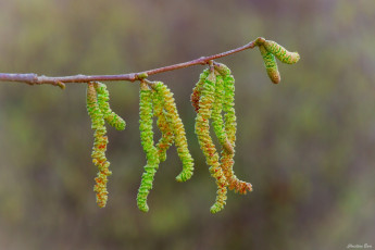 Картинка природа макро веточка серёжки зелёный весна