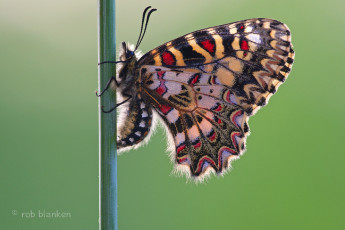 Картинка животные бабочки +мотыльки +моли насекомое фон утро макро травинка бабочка