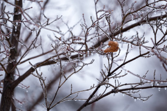 Картинка природа листья одиночество ветки лёд холод мороз зима макро