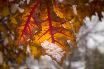 Картинка природа листья осень макро снег