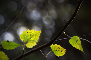 Картинка природа листья ветка зелёный макро