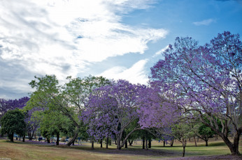 Картинка природа парк деревья цветущие сиреневые