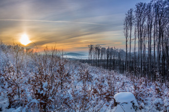 Картинка природа восходы закаты заря кусты деревья снег