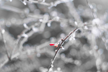 Картинка природа Ягоды макро красный снег иней изморозь веточка холод мороз минимализм