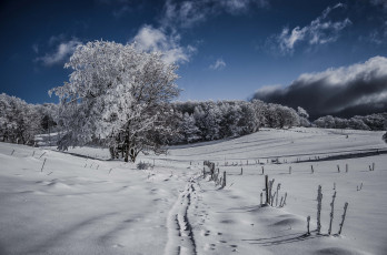 Картинка природа зима снег поле лес