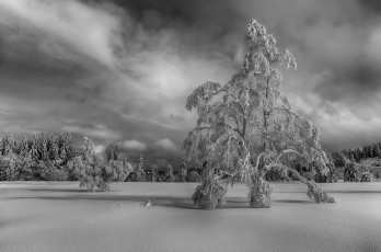 Картинка природа зима снег поле лес