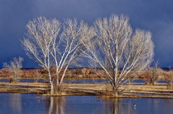 Картинка природа реки озера половодье вода весна деревья небо