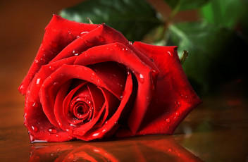Картинка цветы розы цветок лепестки капли макро красная роза
