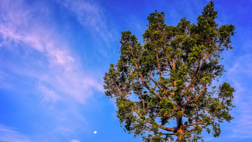 Картинка природа деревья дерево небо
