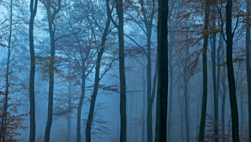 Картинка природа лес туман голубой деревья вечер