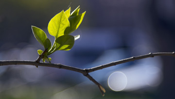 Картинка природа листья боке макро веточка