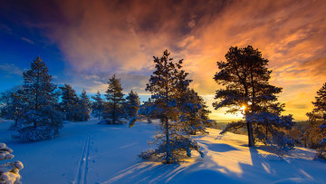 Картинка природа зима снег норвегия деревья солнце мороз naglestadheia