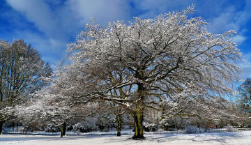 Картинка природа зима снег дерево