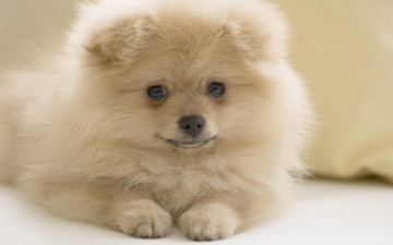 Картинка животные собаки собака белый взглеад