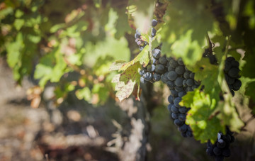 Картинка природа Ягоды +виноград виноградник свет листва плоды гроздь