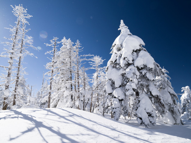 Обои картинки фото природа, зима, ель, снег, деревья, склон