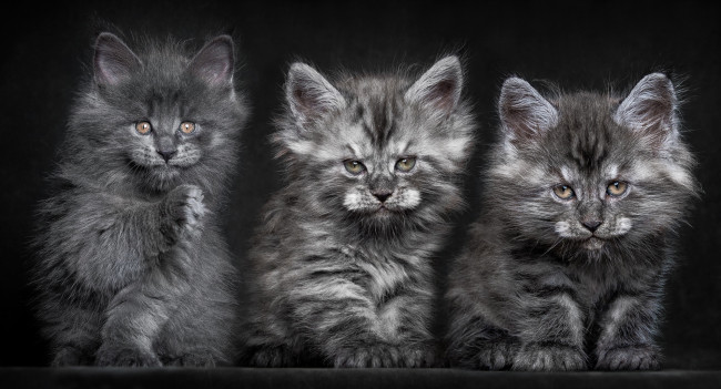 Обои картинки фото животные, коты, котята, кошки, мейн-куны, пушистые, троица