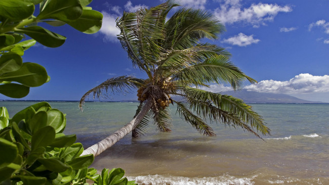 Обои картинки фото природа, тропики, ветер, пляж, небо, волны, пальма, море, листья