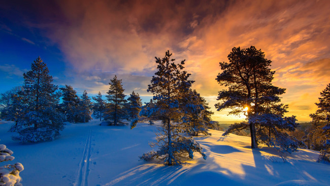 Обои картинки фото природа, зима, снег, норвегия, деревья, солнце, мороз, naglestadheia
