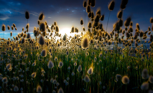 Обои картинки фото природа, восходы, закаты, рассвет, трава, луг